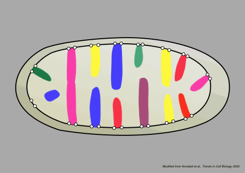 A visual sequence of a mitochondria